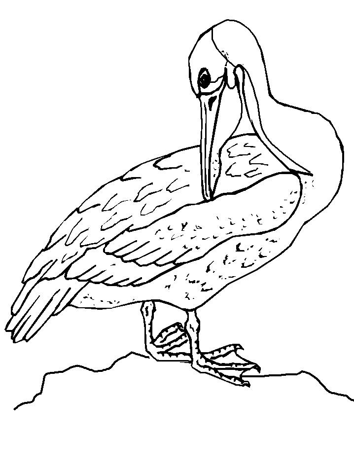 Coloring pages Elegan Bird Coloring pages