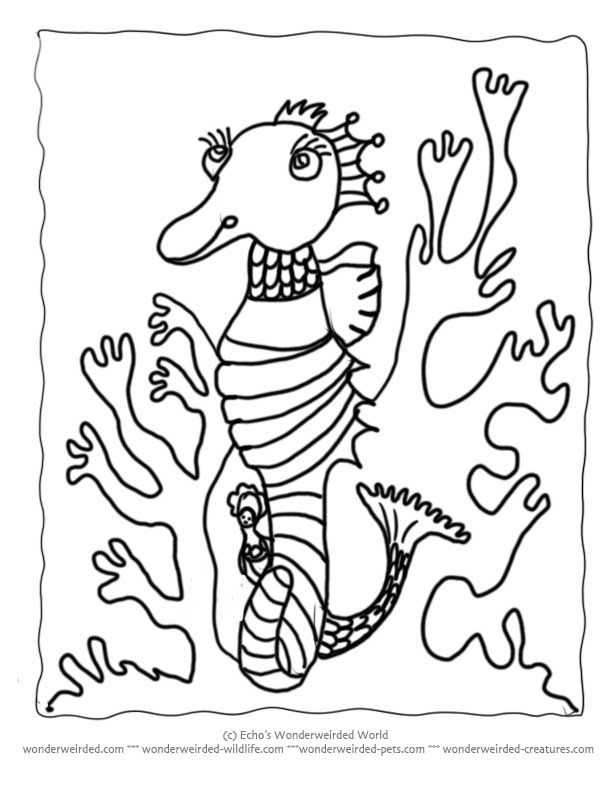 and seahorses Colouring Pages