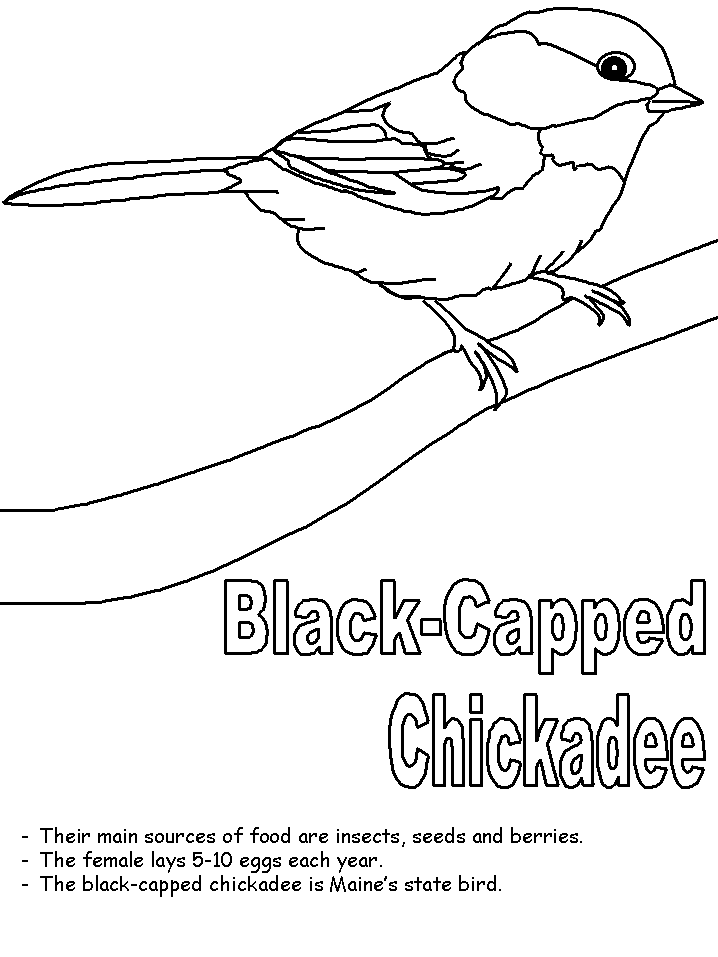 Chickadee coloring page