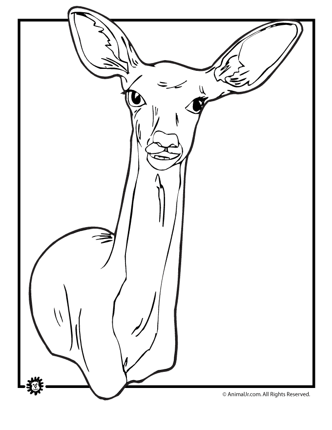 doe Colouring Pages