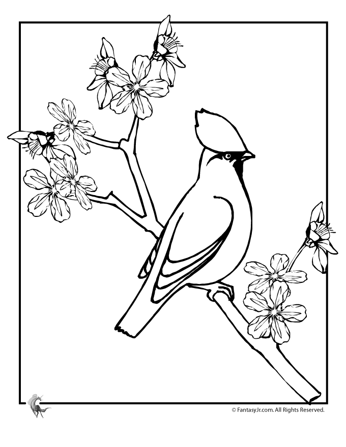 Cherry Blossom Coloring Sheet | Coloring Pages for Kids and for Adults