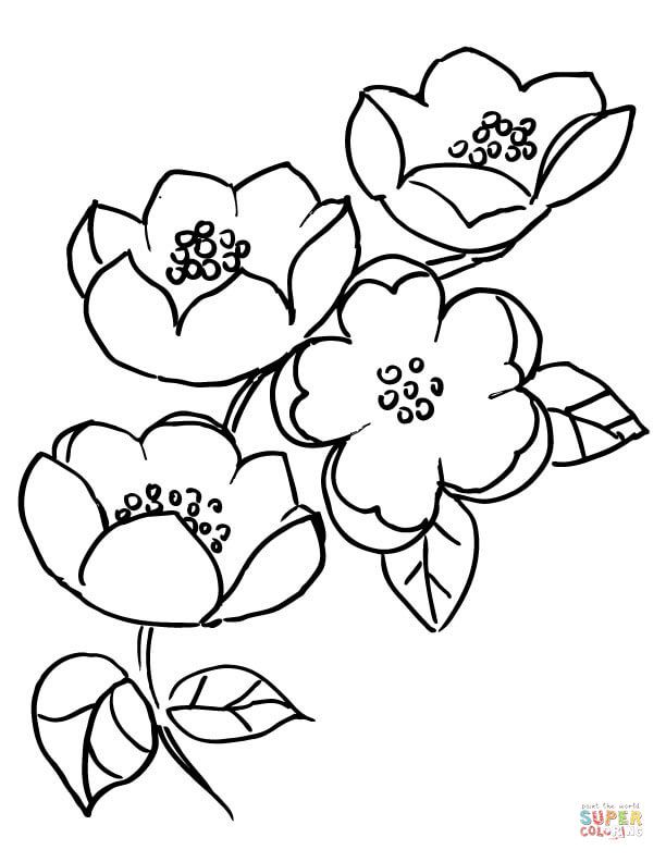 Apple Blossom Branch coloring page | Free Printable Coloring Pages