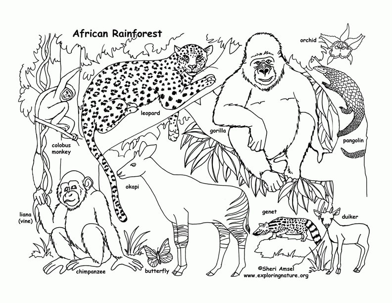Free Free Printable Rainforest Coloring Pages, Download Free Free Printable  Rainforest Coloring Pages png images, Free ClipArts on Clipart Library