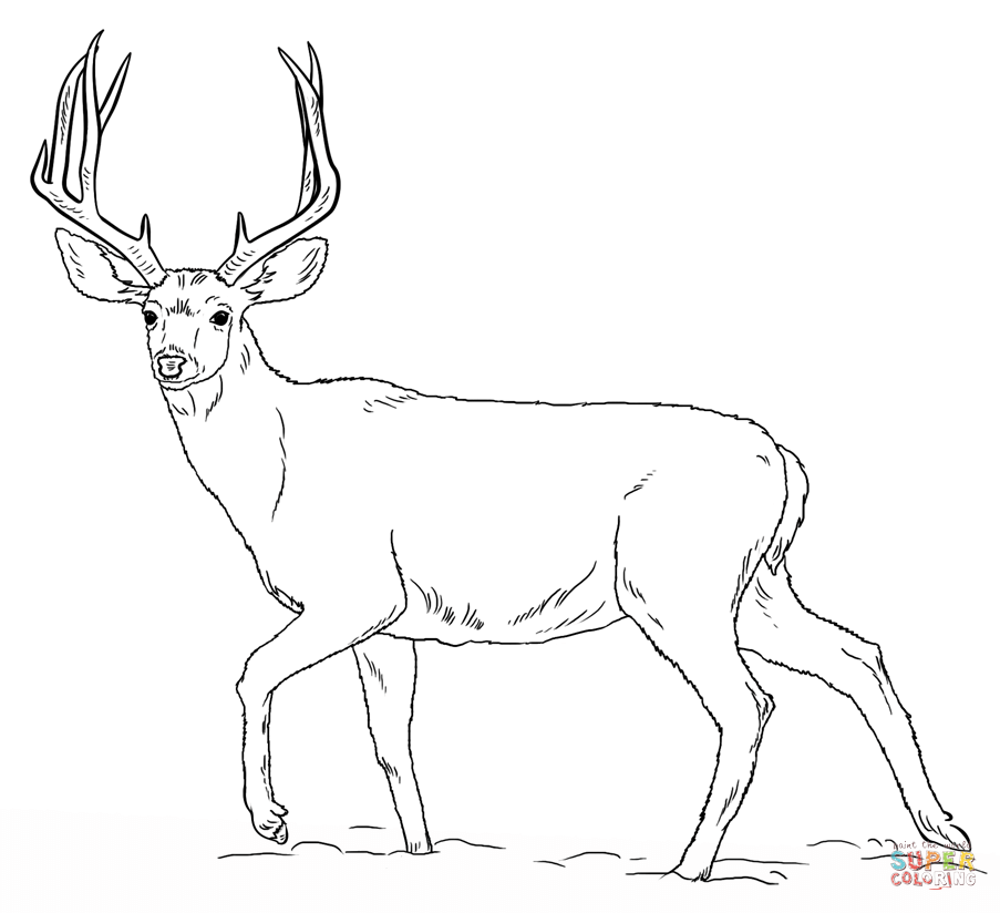 Free Deer Coloring Pages Printable, Download Free Deer Coloring Pages