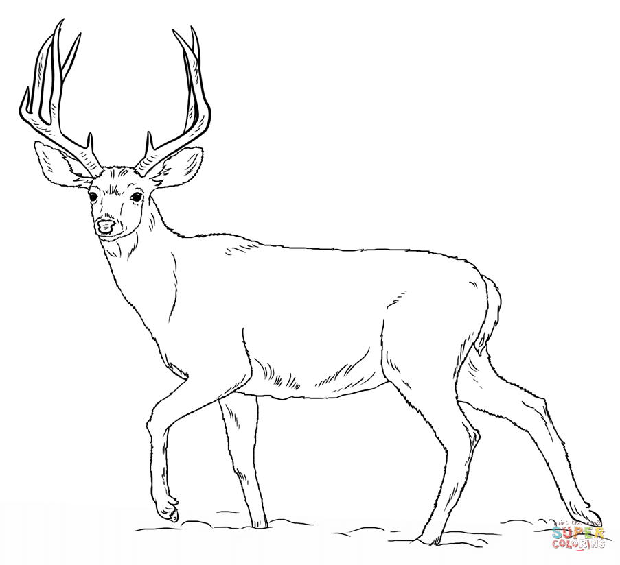 printable buck deer coloring pages