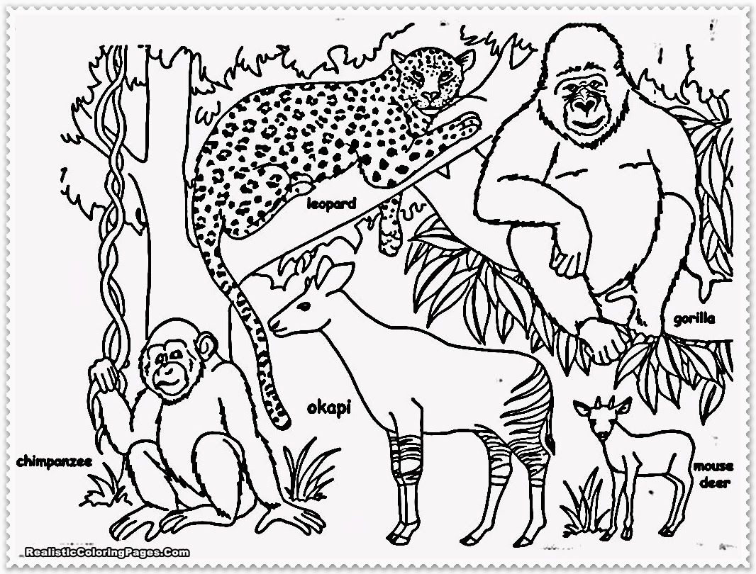 jungle animal coloring pages   Clip Art Library