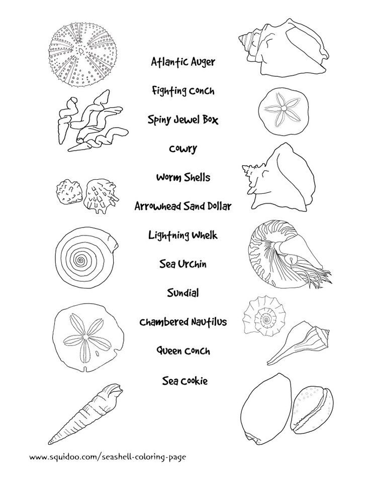  Coloring Pages Of Sea Shell Shape - Sea Shells Clip Art