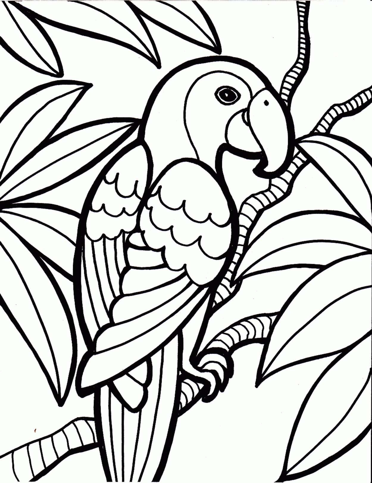 parrot bird coloring pages   Clip Art Library