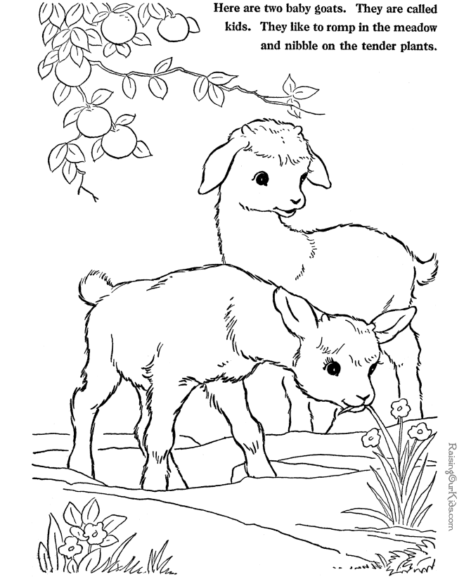 Farm Animal coloring pages - Goats to print and color