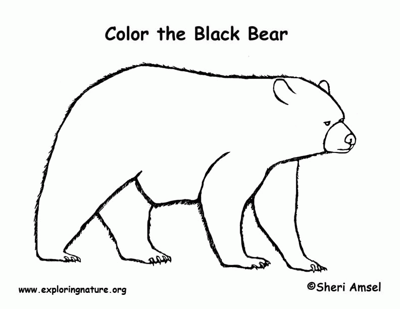 Best Photos of Black Bear Coloring Pages - Bear Coloring Pages