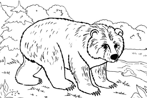 Brown Bear in the Jungle Coloring Pages | Best Place to Color