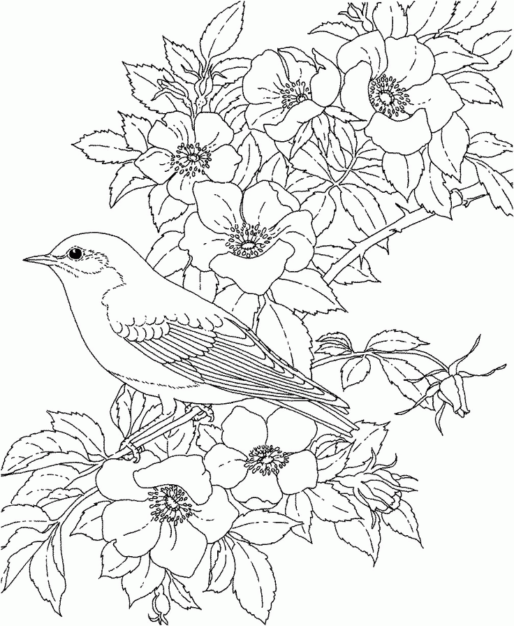 Free Blue Bird Coloring Pages, Download Free Blue Bird Coloring Pages
