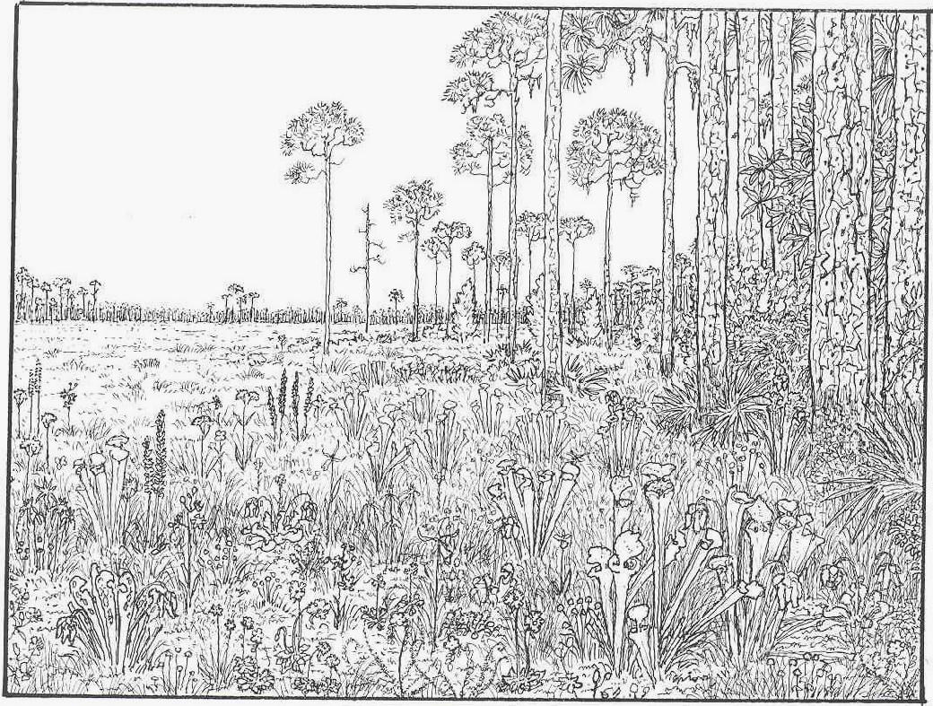 Free Coloring Pages For Adults Nature, Download Free Coloring Pages For