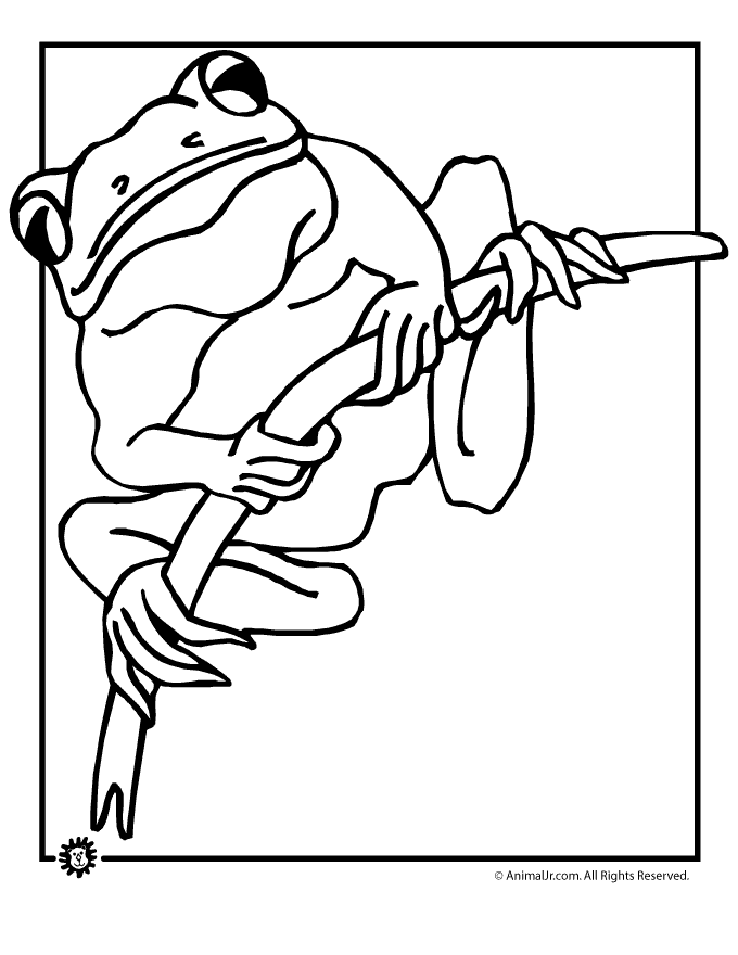 frog coloring pages tree page classroom jr