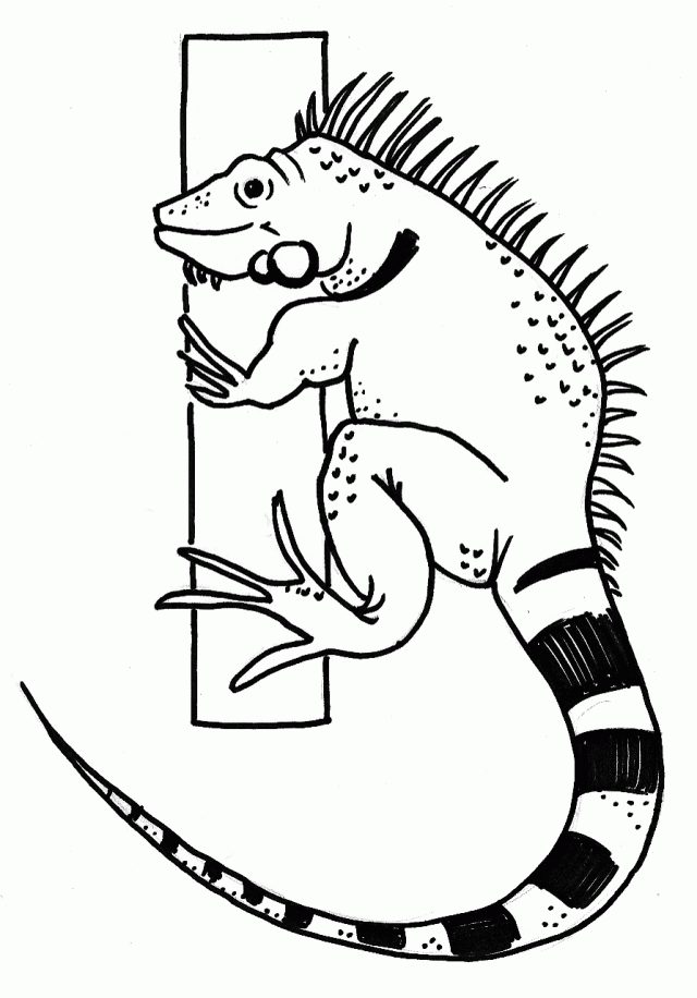 Printable Pictures Iguana Animal Coloring Page Templates