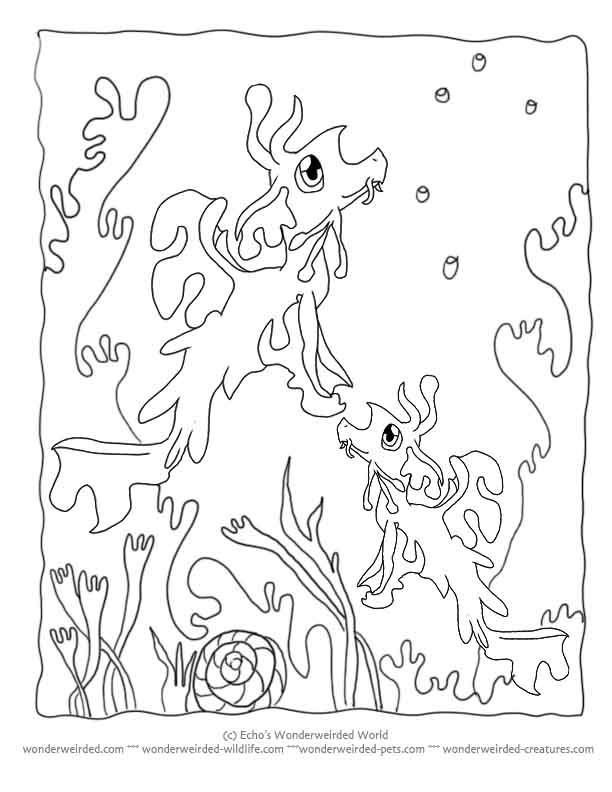 Realistic Seahorse Coloring Page Images  Pictures 