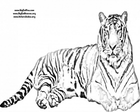 Download A Tiger Head Coloring Pages Or Print A Tiger Head