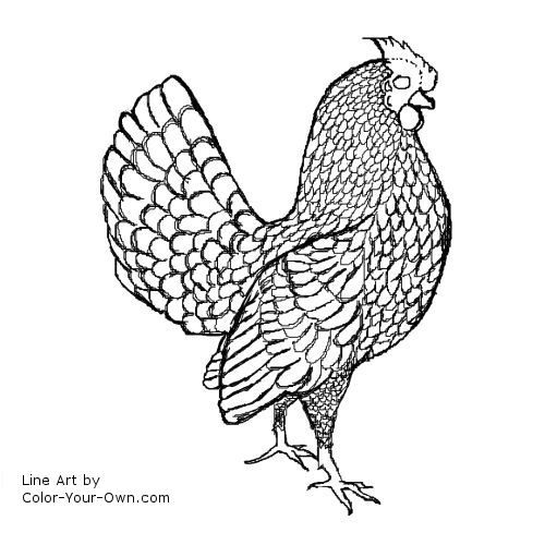 sebright Chicken - Rooster Coloring Page