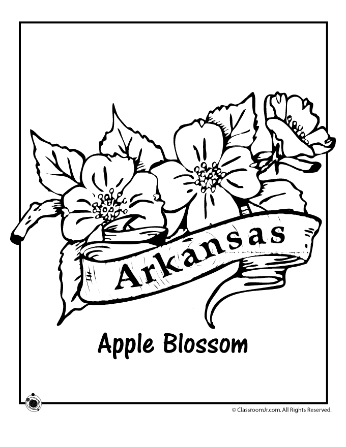 Arkansas State Flower Coloring Page - Woo! Jr. Kids Activities
