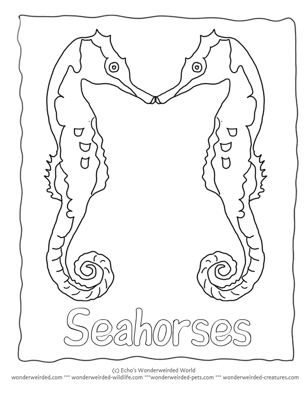 Seahorse Coloring Page, Free Seahorse Coloring Sheet  Seahorse