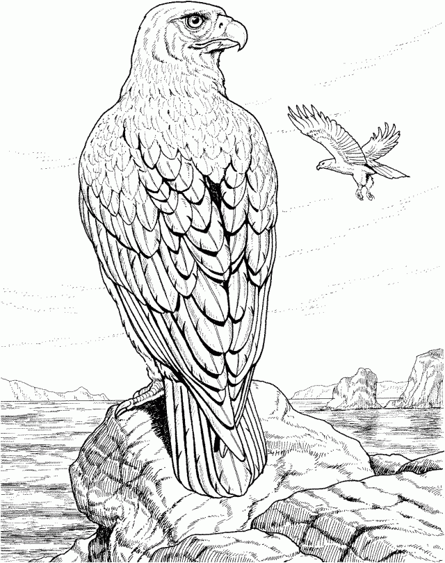 Free Eagle Coloring Page Coloring Pages Of Eagles