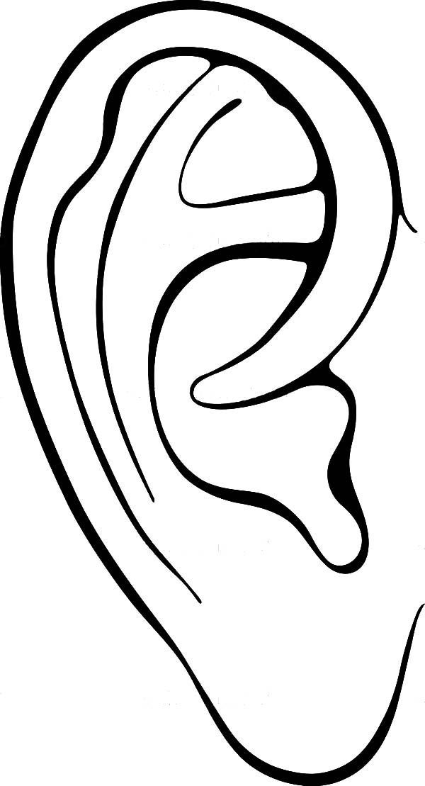 Free Ears Coloring Pages, Download Free Ears Coloring Pages png images