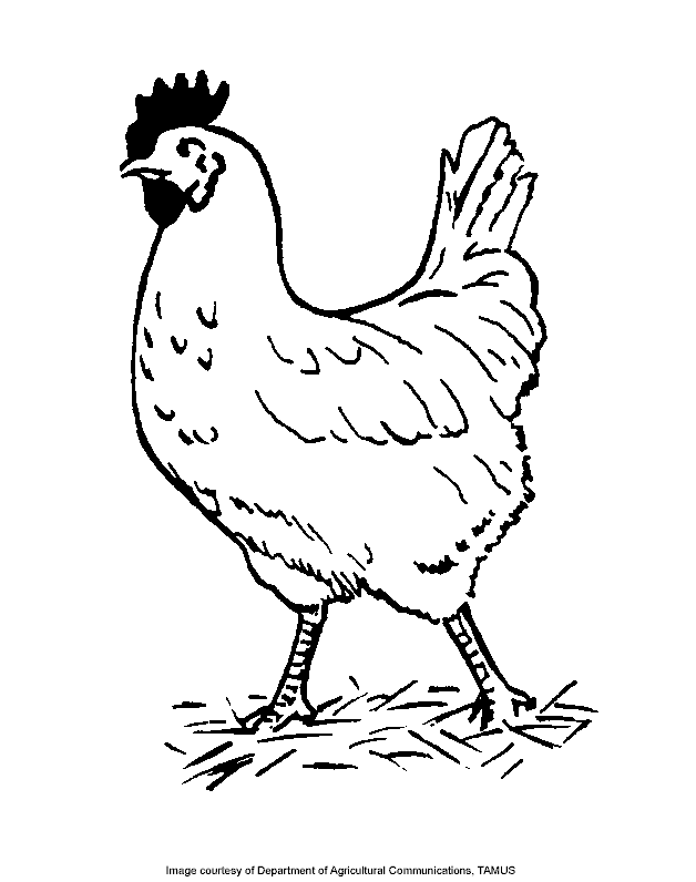 Chicken - Free| Coloring Pages for Kids - Printable Colouring Sheets