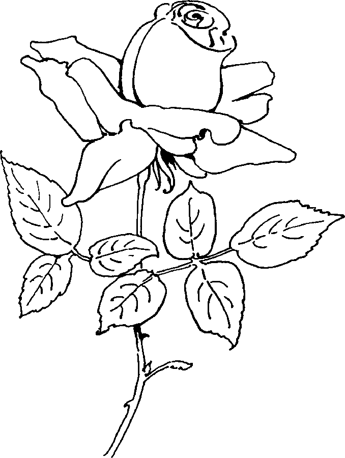 Rose Coloring Page | Free Printable Coloring Pages
