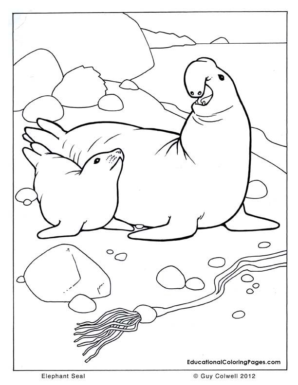 top-15-free-printable-sea-animals-coloring-pages-online