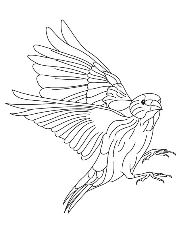 European goldfinch coloring page | Download Free European