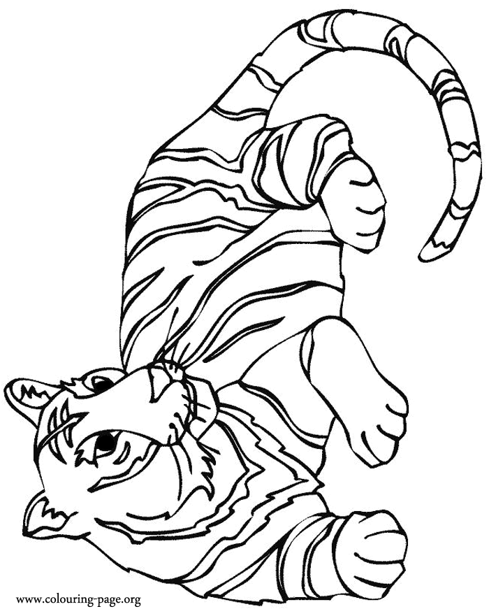Free Tiger Outline Drawing, Download Free Tiger Outline Drawing png
