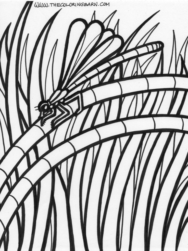 Rainforest Printable Coloring Pages The Coloring Barn Printable