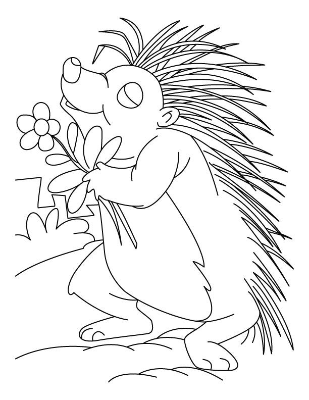 Flower loving porcupine coloring pages | Download Free Flower