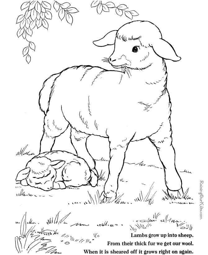 Search Results Barn Animal Coloring Pages