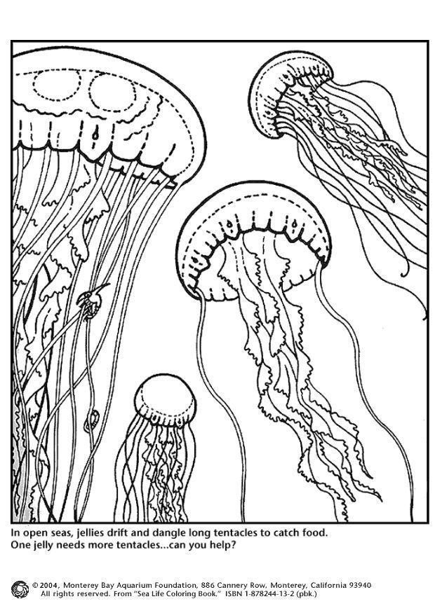 jellyfish Colouring Pages