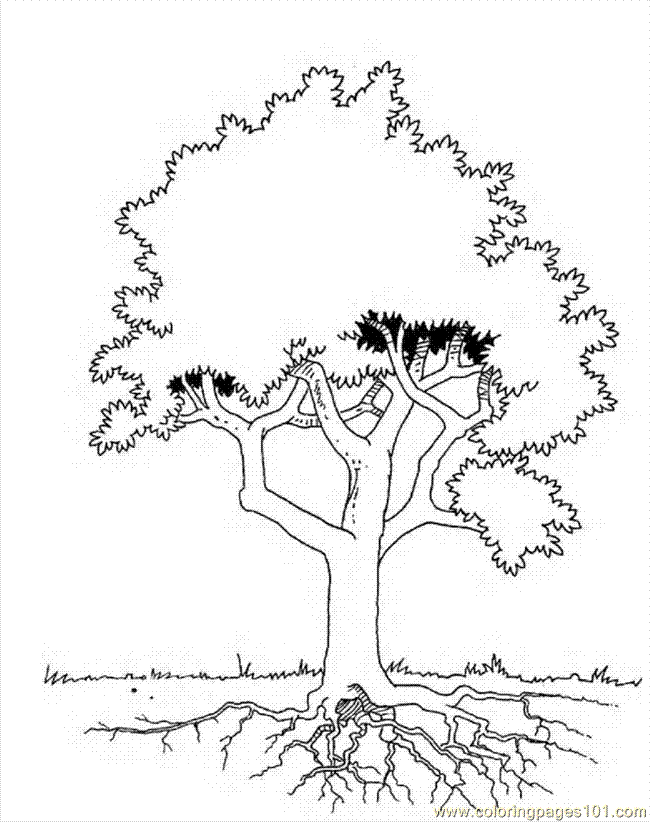 Coloring Pages Trees 00  (Natural World  Trees)| free printable