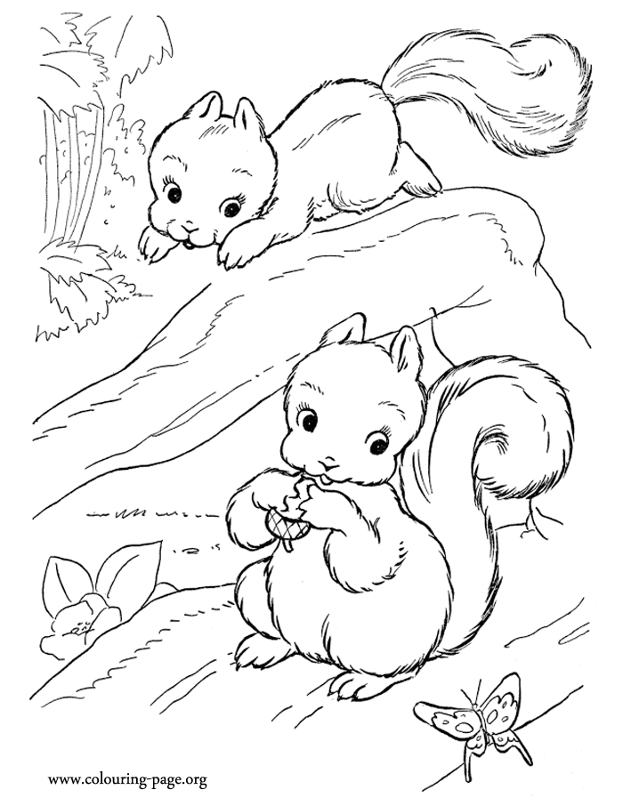 Squirrels - Two cute squirrels playing in the trees coloring page
