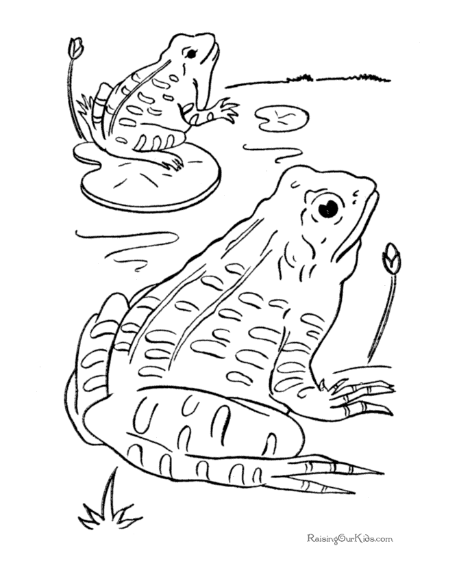 Frogs coloring Page