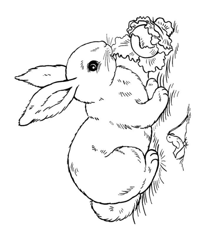 Easter Rabbit Coloring Pages | BlueBonkers - Lettuce Rabbit free