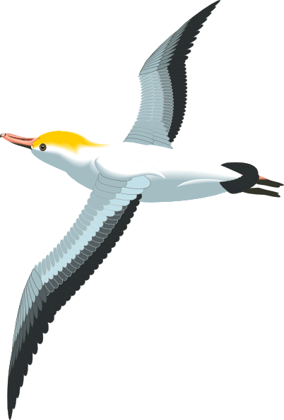 Seagull Clip Art 