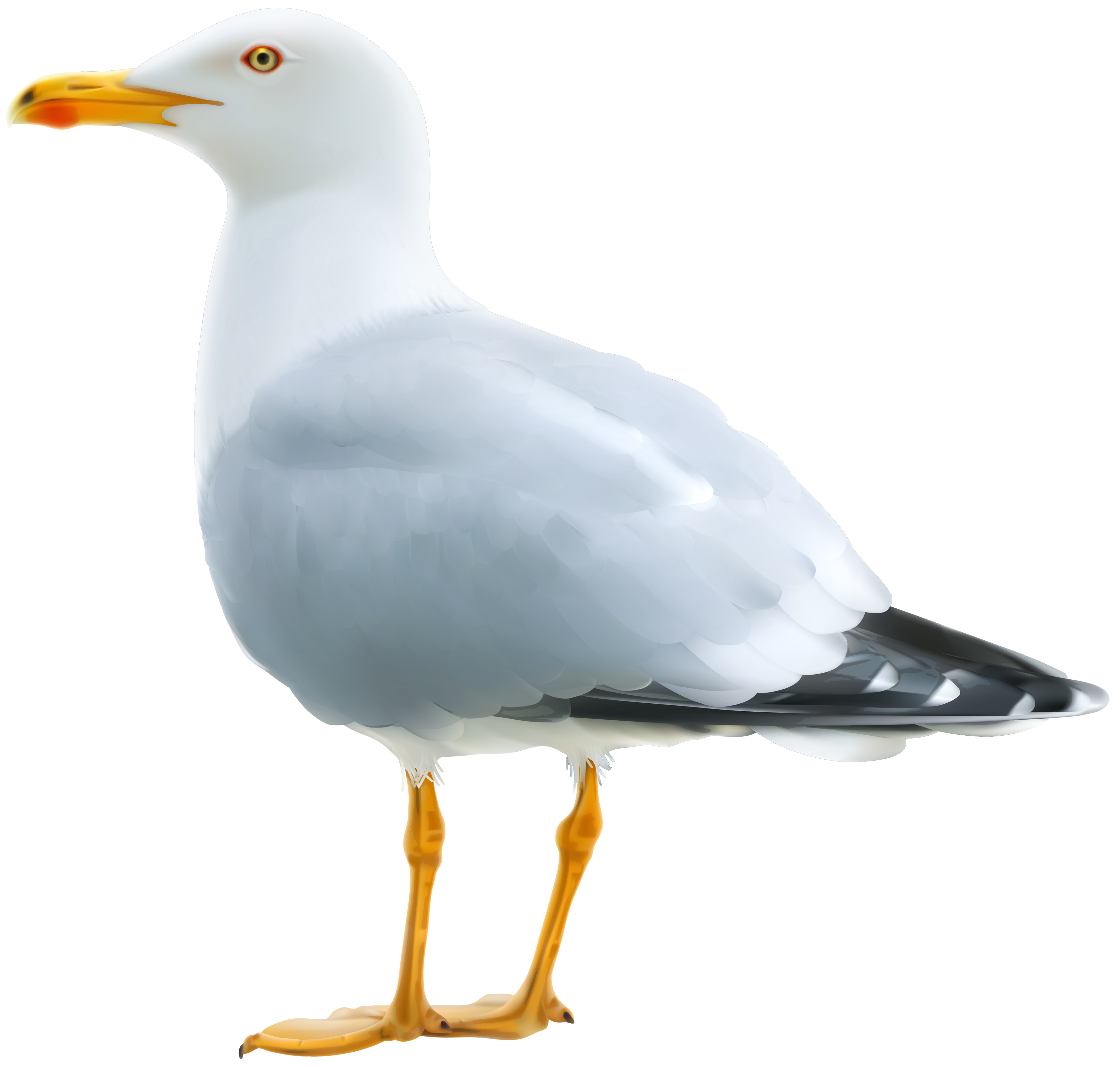 Free Seagull Cliparts Download Free Seagull Cliparts Png Images Free