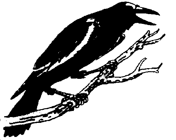 Black Crow Clip Art