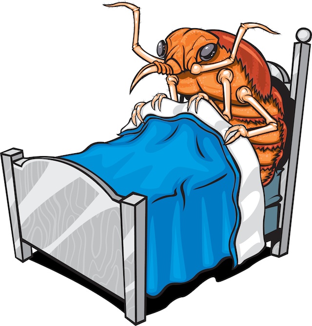 Bed Bug Photos, Clipart Image , Pics: What do Bed Bugs Look Like?
