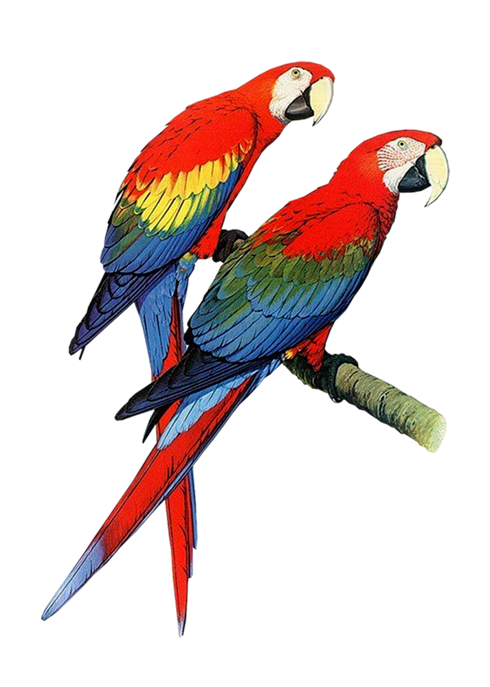 parrot clipart png