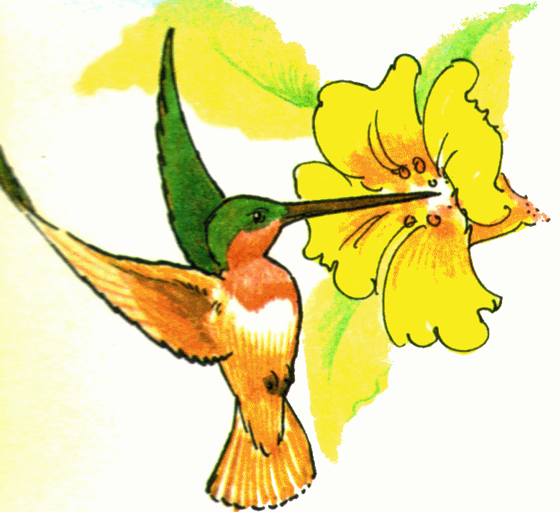 Free Hummingbird Cliparts, Download Free Hummingbird Cliparts png