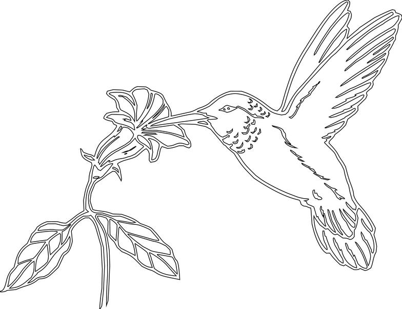 Hummingbird humming bird drawings clipart image 