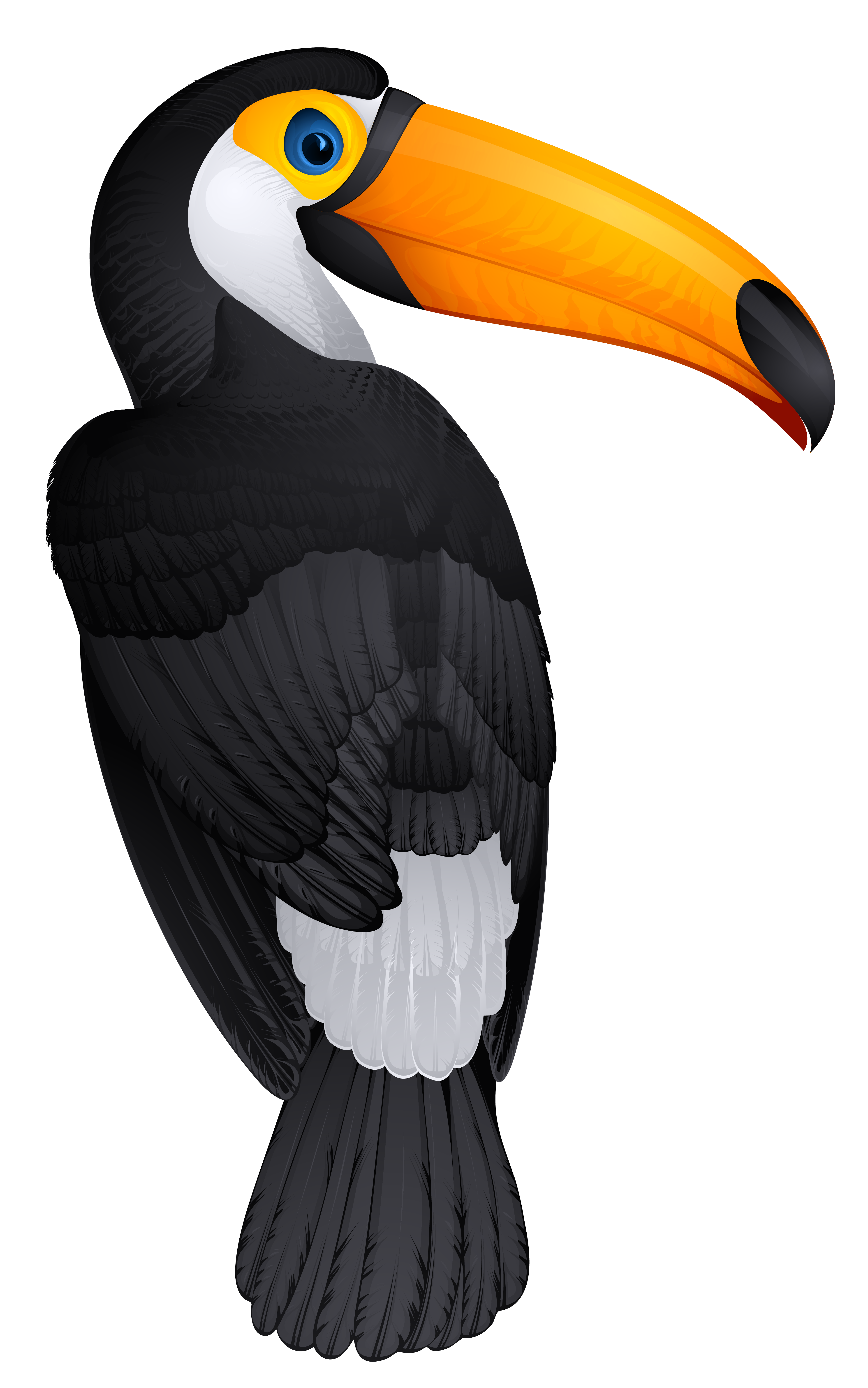 Toucan Bird PNG Clipart Picture
