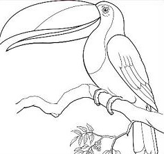 Free Toucan Clipart