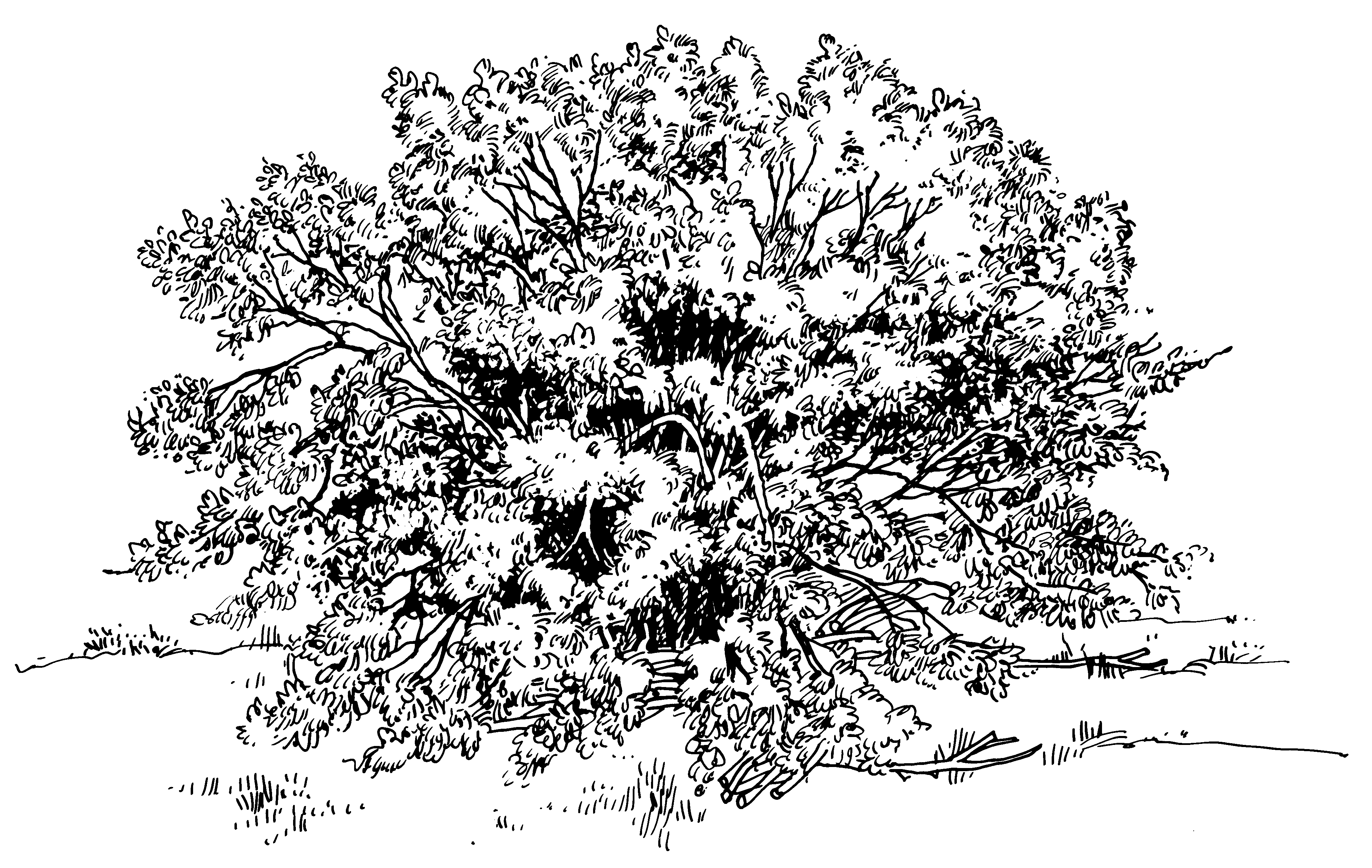 black and white shrub - Clip Art Library