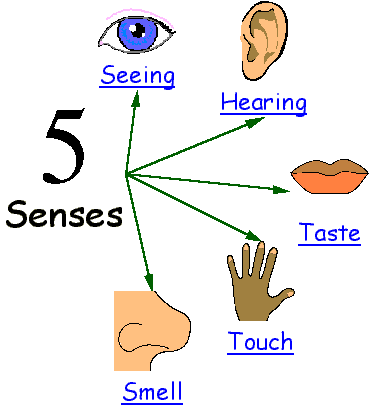 5 Senses 